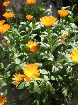 Дома для отпуска Villa Lidija Будва Дом с 3 спальнями и террасой-66